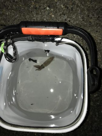 夜中大サバ、ケンサキ狙い