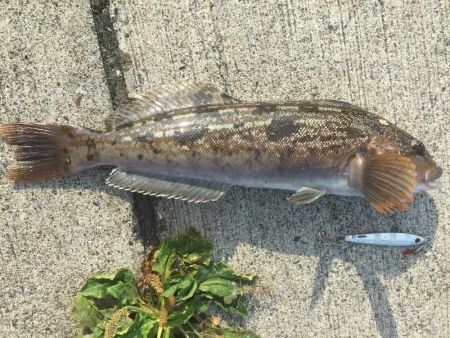 ショッコ、アイナメ、サバ、メバル爆釣day…