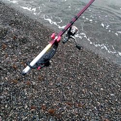 まだ　アオリイカ釣れますね!!