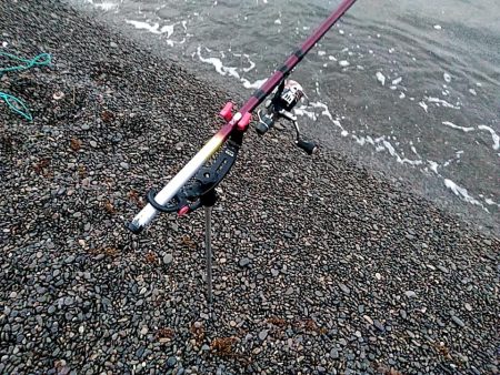 まだ　アオリイカ釣れますね!!