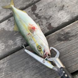 一日中釣れてます!