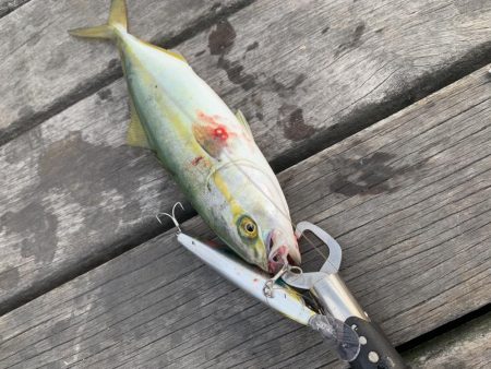 一日中釣れてます!