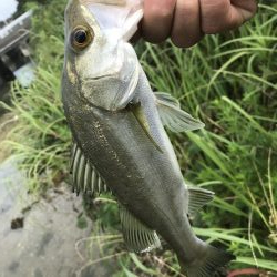 トップでセイゴ！