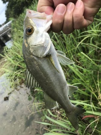 トップでセイゴ！