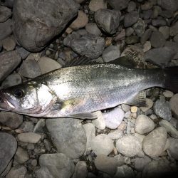 有田川シーバス