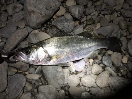 有田川シーバス