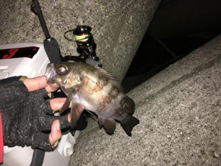 荒れた日は高活性なライトゲーム