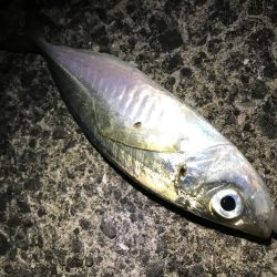 ツバス減った？