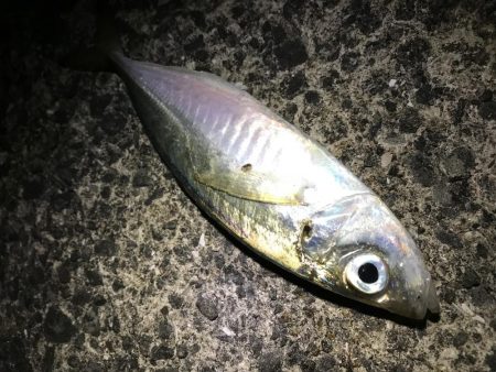 ツバス減った？