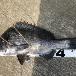 イチノ兄弟、釣果！