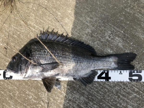 イチノ兄弟、釣果！