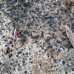 ヒラメ、良型キス