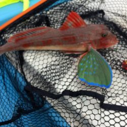 有田  よく釣れてます！