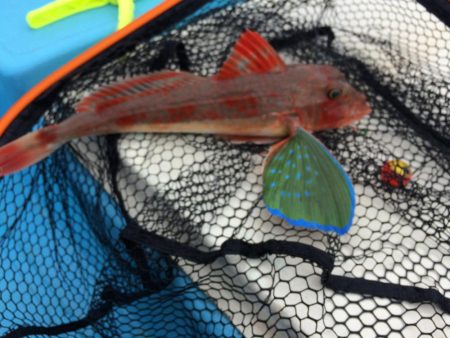 有田  よく釣れてます！