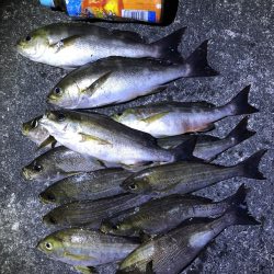 今年最初のイサキ釣り