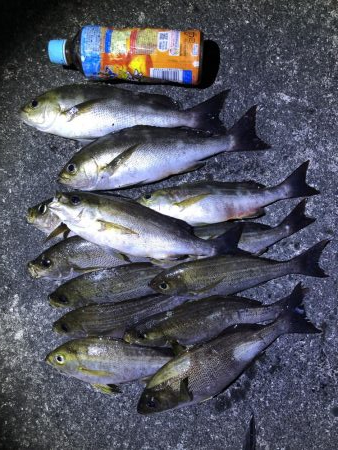 今年最初のイサキ釣り