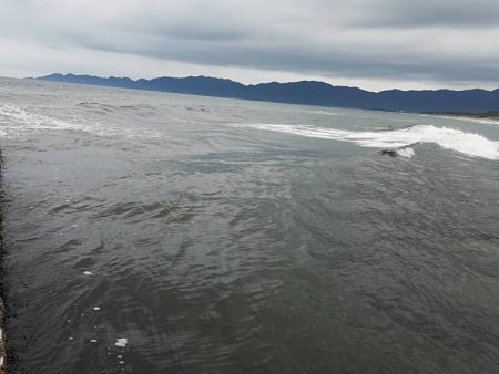 キス　良型増えてきた