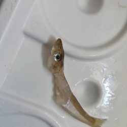 キスシーズンインか