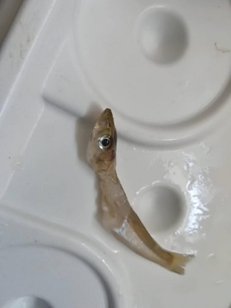 キスシーズンインか