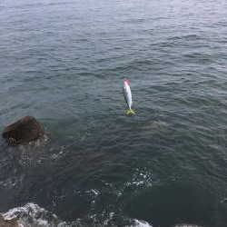 マリンピアでモジャコ祭り