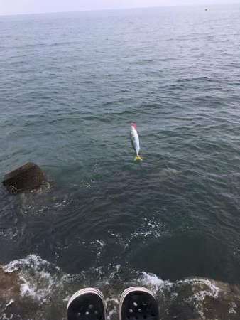 マリンピアでモジャコ祭り