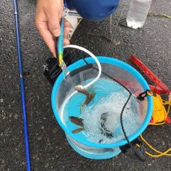 安定のサビキ釣り船磯