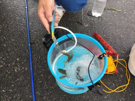 安定のサビキ釣り船磯