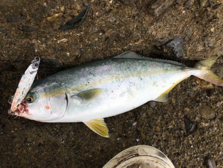 今後この海に期待大