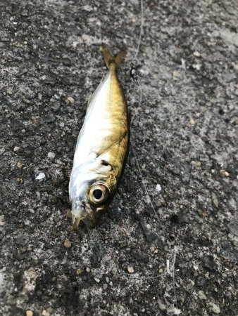 ツバス釣れず…