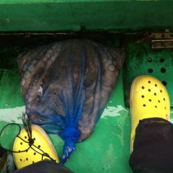 東二見   住吉丸釣果