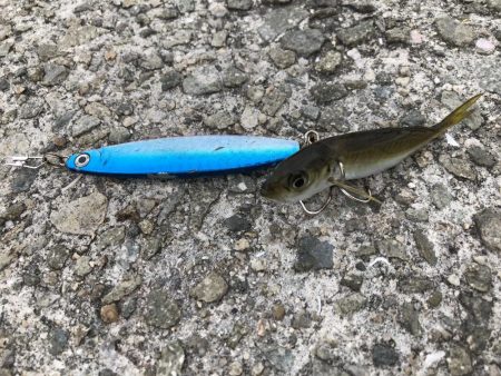 またもやサビキ爆釣