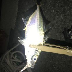 久々のアジング