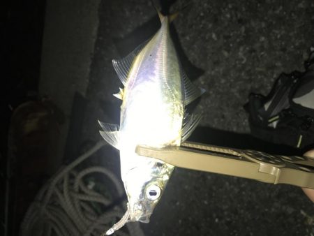 久々のアジング