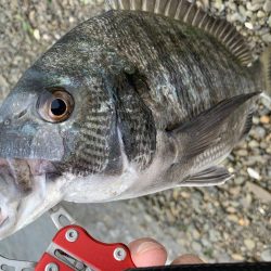 チヌはやっぱりトップでしょ〜！