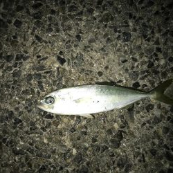 デカサバ求めて