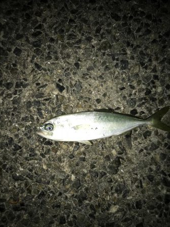 デカサバ求めて