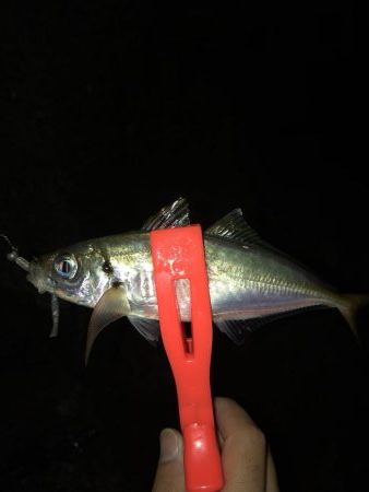 梅雨の晴れ間アジング