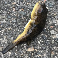 雨の前のアジ釣り