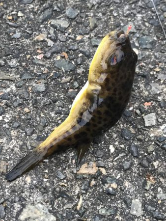 雨の前のアジ釣り