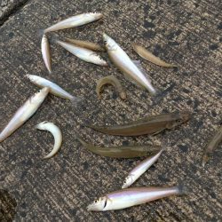 橋津港内チョイ投げ