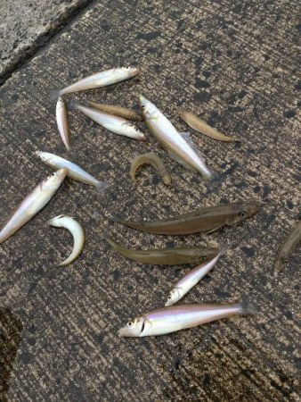 橋津港内チョイ投げ