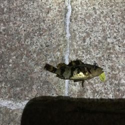 タケノコメバル