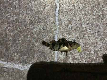 タケノコメバル