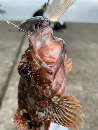 ロックフィッシュ