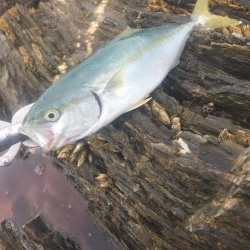 シーバスロッドでブンブン