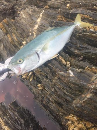 シーバスロッドでブンブン