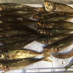 ボートフィッシング