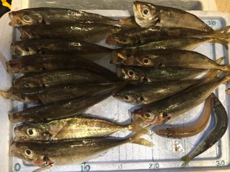 ボートフィッシング