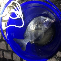 雨上がりのチニング