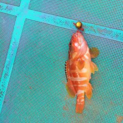 牟岐大島周辺でアカハタ